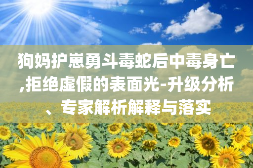 狗媽護崽勇斗毒蛇后中毒身亡,拒絕虛假的表面光-升級分析、專家解析解釋與落實